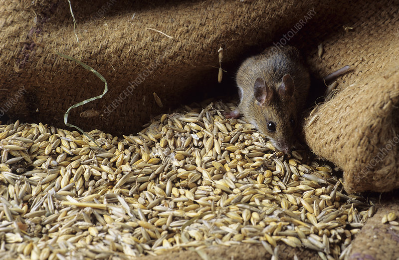 BEST HOME REMEDIES ON HOW TO GET RID OF MICE