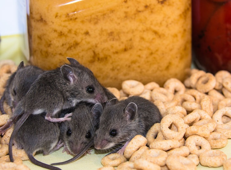 HOME REMEDIES ON HOW TO GET RID OF MICE