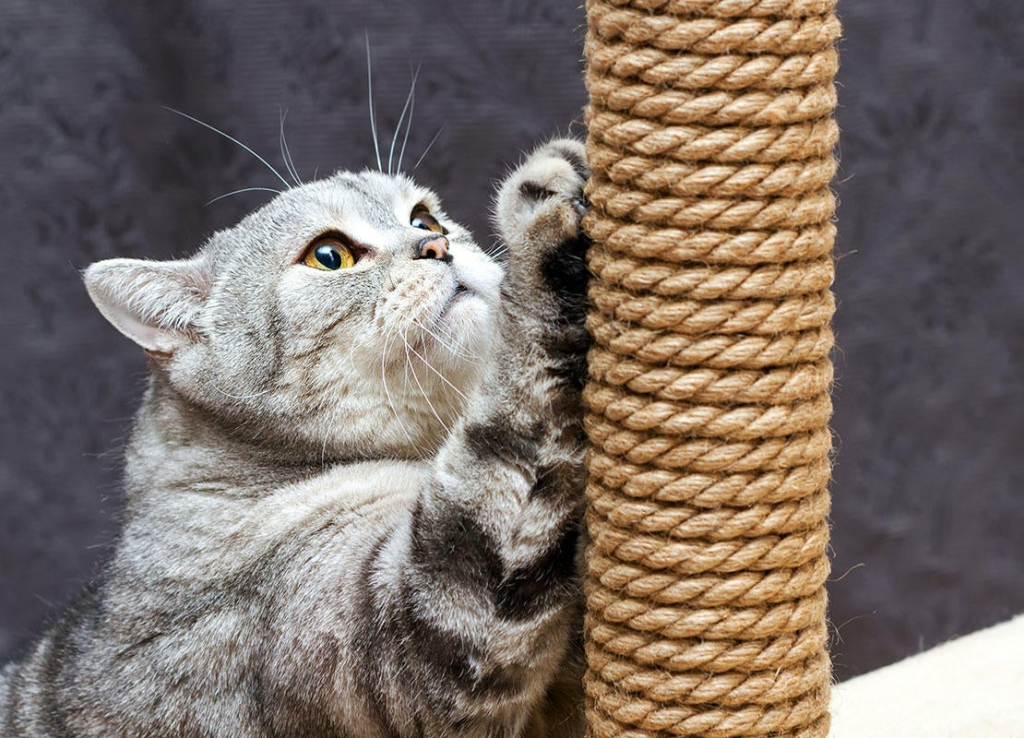 Training Cats to Avoid Velvet Scratching